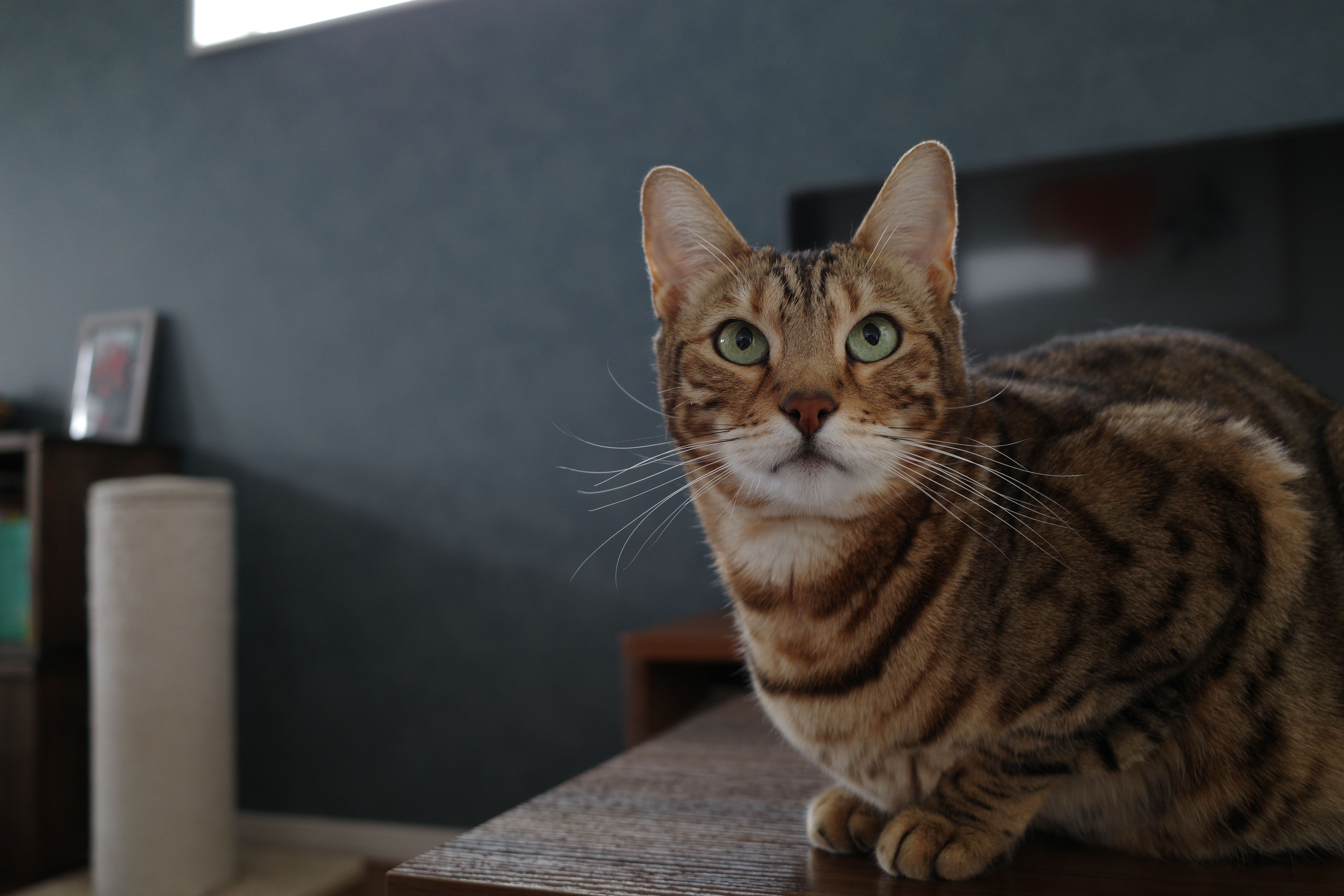 学歴も容姿もいらない。猫に学ぶWin-Winな下僕のつくり方